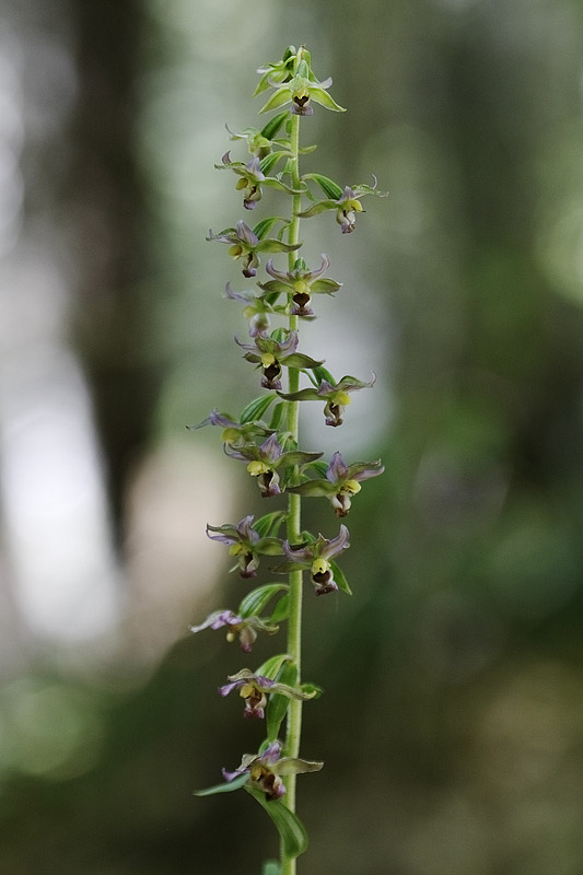 Epipactis da determinare